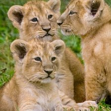 Львята