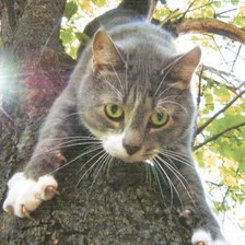 Схема вышивки «Кот»