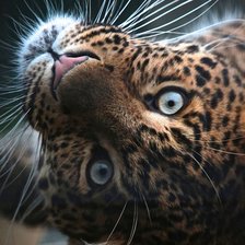 Схема вышивки «№2463427»