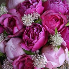 Схема вышивки «Пионы»