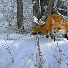 Схема вышивки «№2463556»