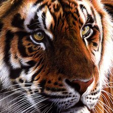 Схема вышивки «Тигр»