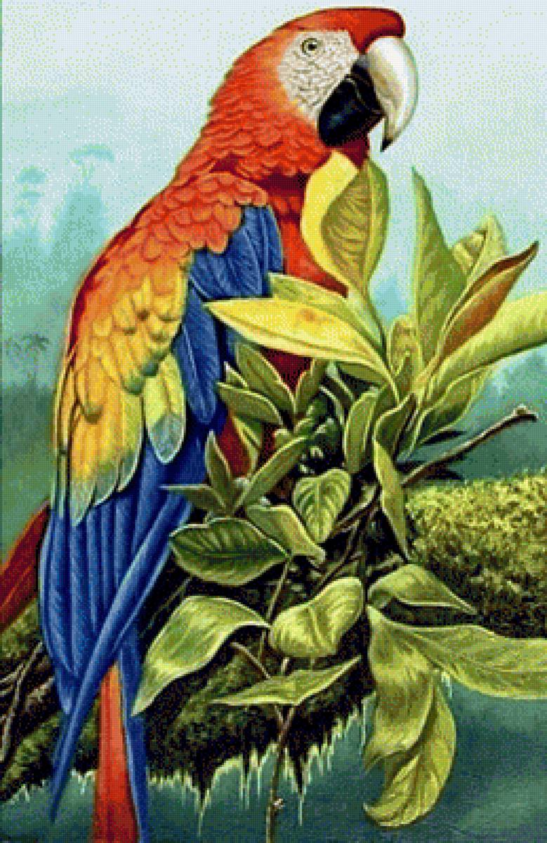 Попугай на ветке - природа, птица - предпросмотр