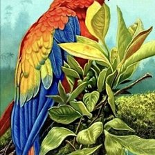 Схема вышивки «Попугай на ветке»