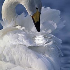 Схема вышивки «Лебедь»