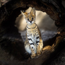 Схема вышивки «молодой сервал»