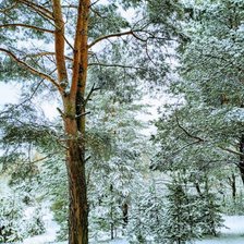 Схема вышивки «№2464790»