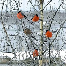 Схема вышивки «№2465013»