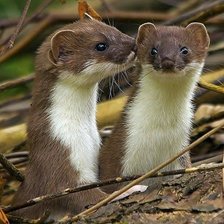 Схема вышивки «№2465101»