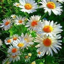 Схема вышивки «ромашки»