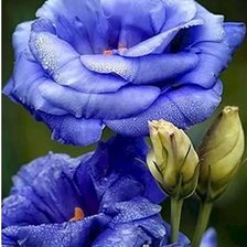 Схема вышивки «Роза»