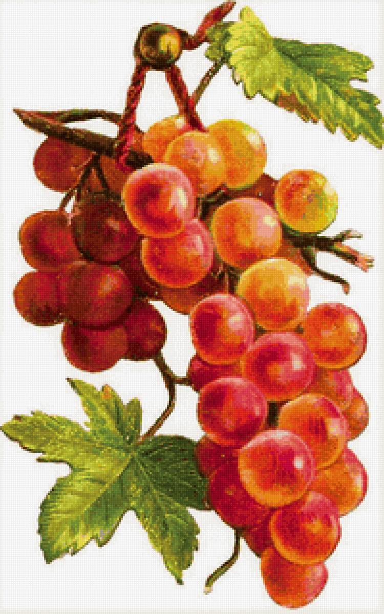 Кисть винограда - фрукты - предпросмотр