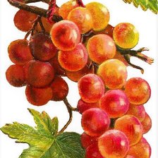 Кисть винограда