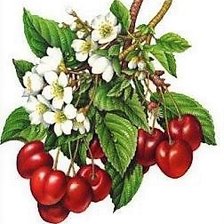 Кисть вишни