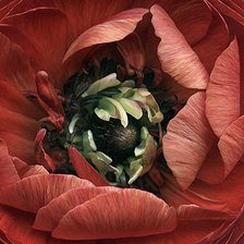 Схема вышивки «Красный мак»