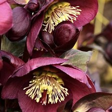 Схема вышивки «Морозник красный»