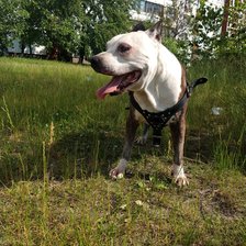 Схема вышивки «Постичек»