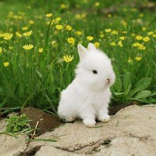 Схема вышивки «Зайчик»