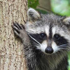 Схема вышивки «Енот»