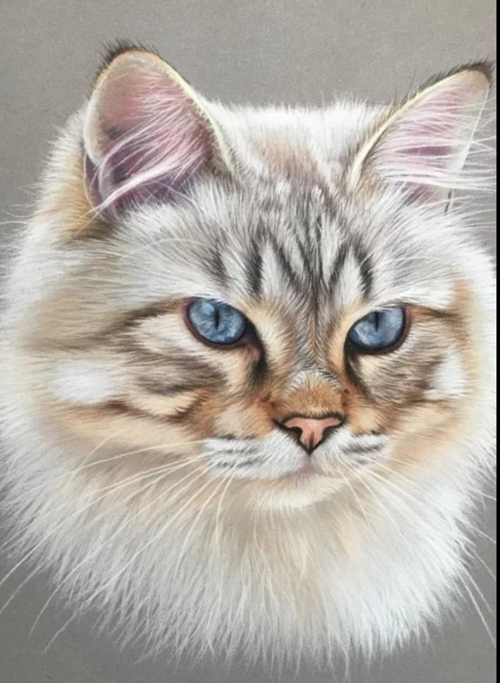 Котик - котики, животные, кот, милый - оригинал