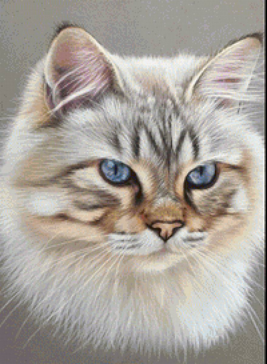 Котик - милый, животные, кот, котики - предпросмотр