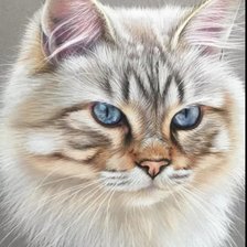 Схема вышивки «Котик»