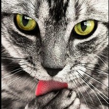 Схема вышивки «Котейка»