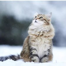 Схема вышивки «На прогулке:)»