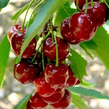 Схема вышивки «№2466319»