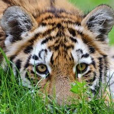 Схема вышивки «№2466374»