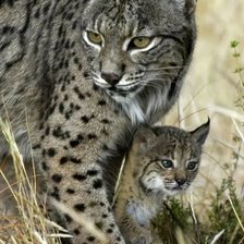 Схема вышивки «№2466734»