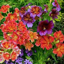 Схема вышивки «сальпинглосис»