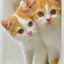 Схема вышивки «№2466872»