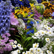 Схема вышивки «Цветы садовые»