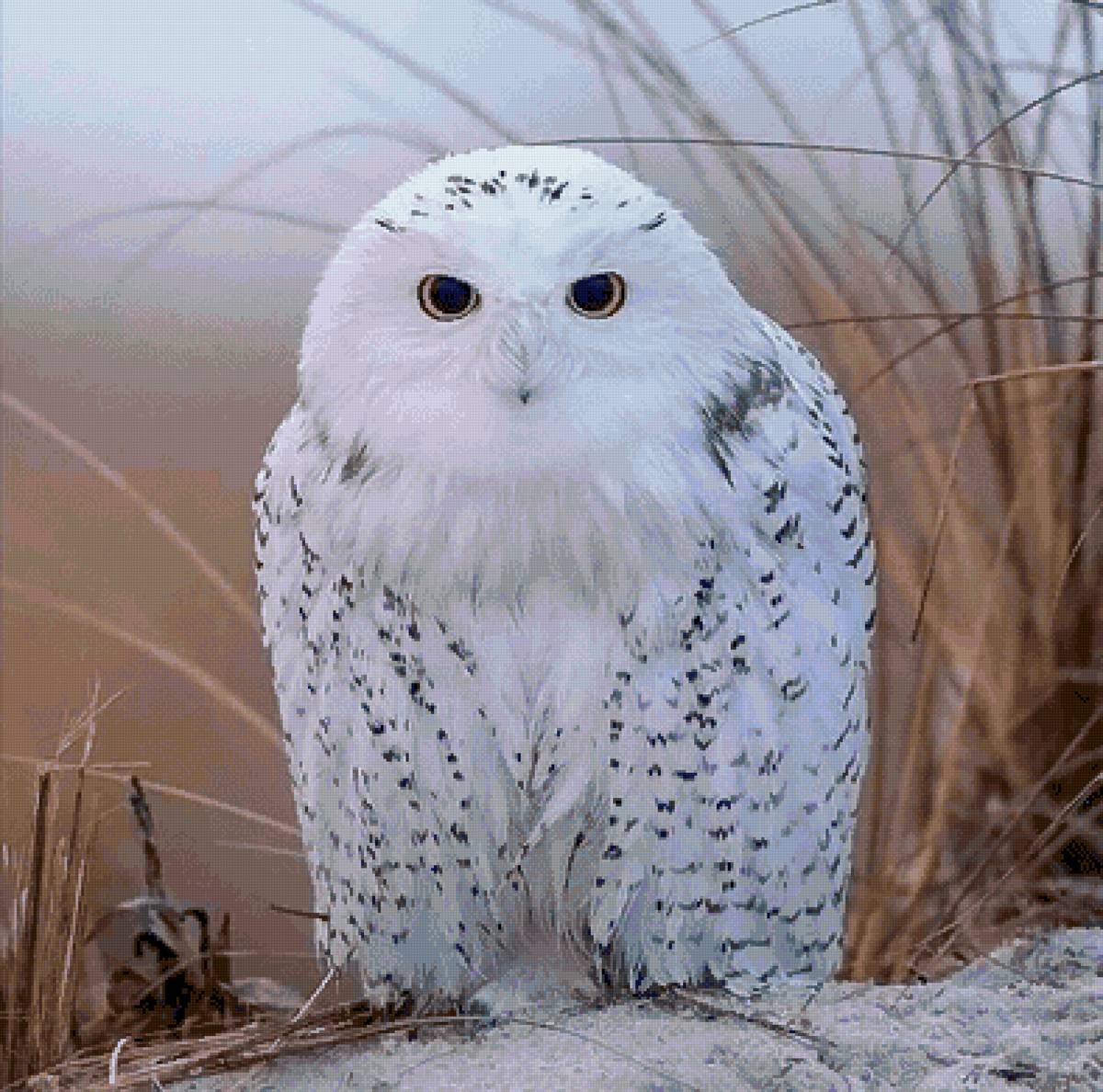 blanco - naturaleza - предпросмотр