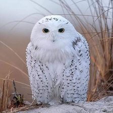 Схема вышивки «blanco»