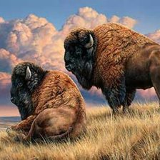 Схема вышивки «búfalos en la pradera»