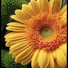 Схема вышивки «Желтая гербера»