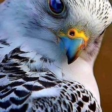 Зоркий глаз