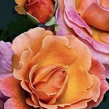 Схема вышивки «Розы»