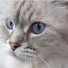 Схема вышивки «Кото-няшка»