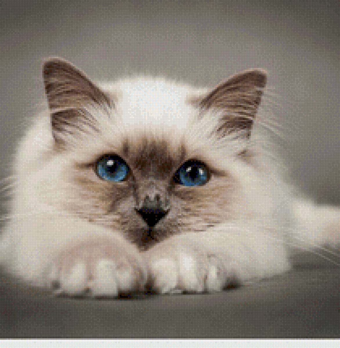 Милашка котик - котики, кот, милый, животные - предпросмотр