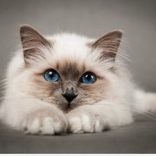 Схема вышивки «Милашка котик»