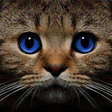 Схема вышивки «Котейка :)»