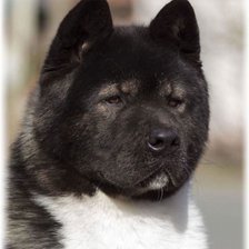 Схема вышивки «Пёс»