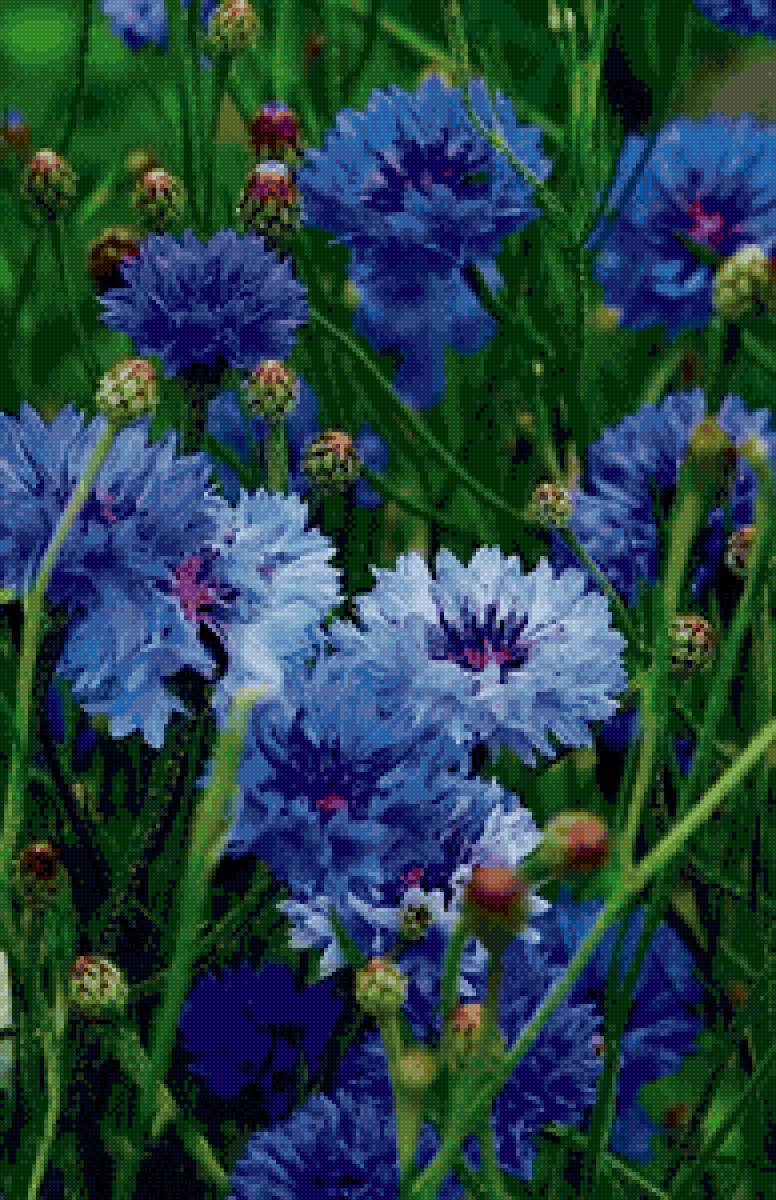 васильки - предпросмотр