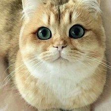 Схема вышивки «Зеленоглазая красотка»