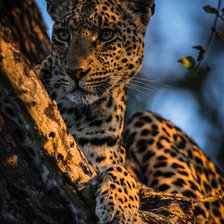 Схема вышивки «Леопард»