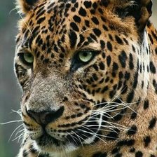 Схема вышивки «Леопард»