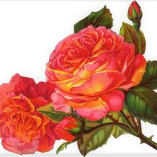 Схема вышивки «Роза»